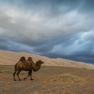 Gobi - Khongoryn Els - Camel